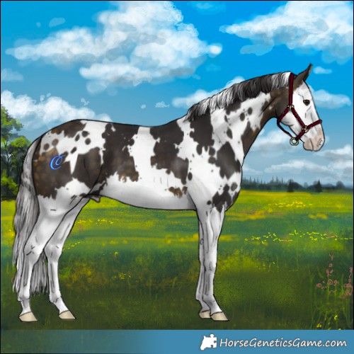 Horse Color:White Spotted Buckskin Splash 