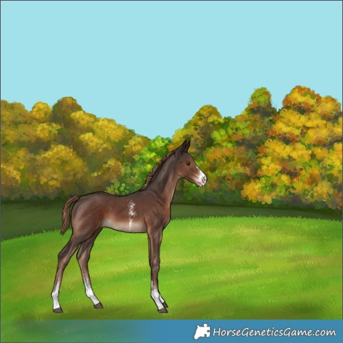 Horse Color:Liver Chestnut Sabino 