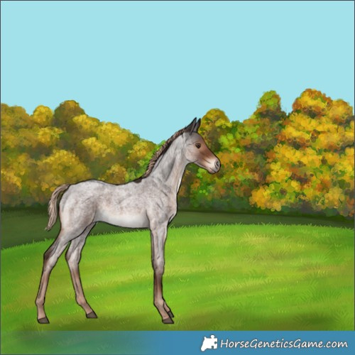 Horse Color:Liver Red Roan 