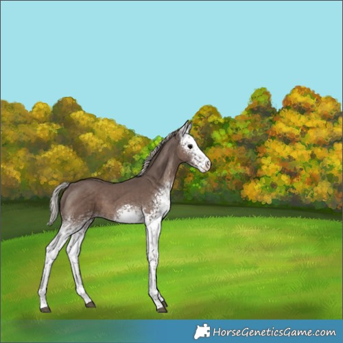 Horse Color:White Spotted Silver Black Sabino 