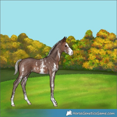 Horse Color:Silver Brown Sabino 