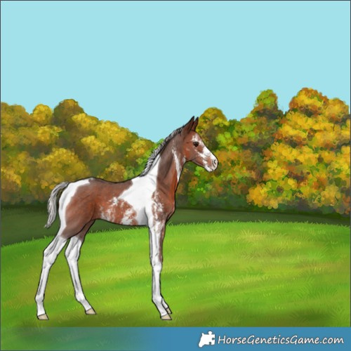 Horse Color:Silver Brown Sabino Tobiano 