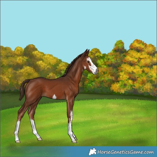 Horse Color:Gray White Spotted Chestnut 