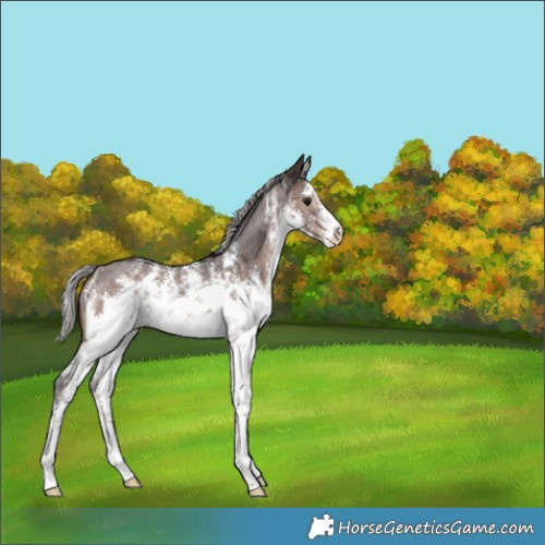 Horse Color:White Spotted Silver Brown Sabino 