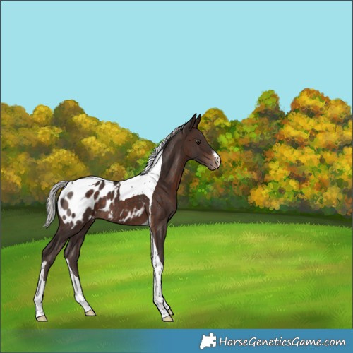 Horse Color:White Spotted Silver Brown Tobiano Appaloosa Rabicano 