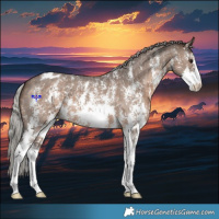 Horse Color:Silver Brown Dun Sabino Appaloosa Brindle 