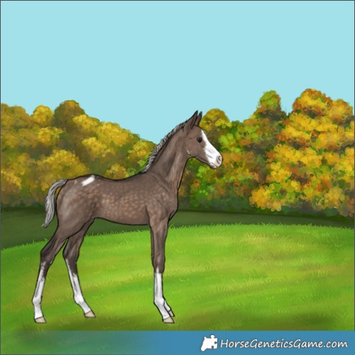 Horse Color:White Spotted Silver Brown Dun Appaloosa 