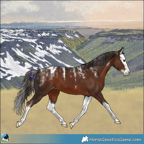 Horse Color:Powder White Liver Chestnut Splash Appaloosa