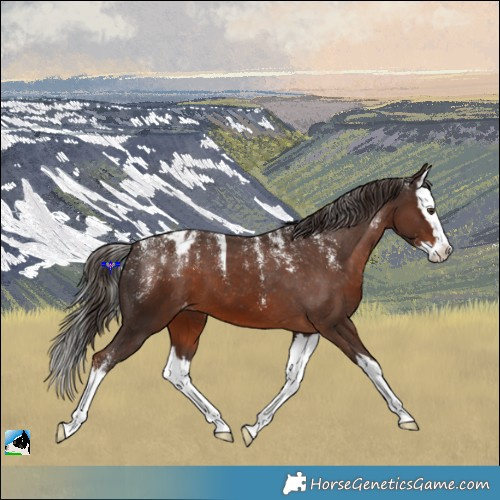 Horse Color:Powder White Liver Chestnut Splash Appaloosa 