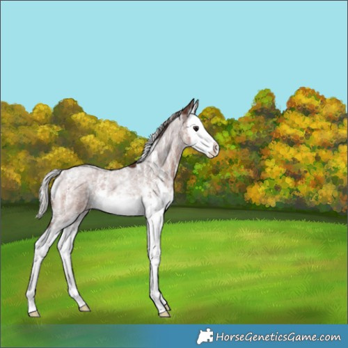 Horse Color:Silver Brown Roan Sabino Splash Rabicano 
