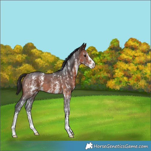 Horse Color:Bay Sabino 