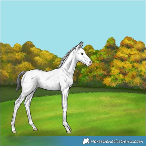 Horse Color:Brown Sabino 
