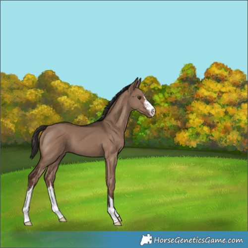 Horse Color:White Spotted Liver Red Dun Appaloosa 