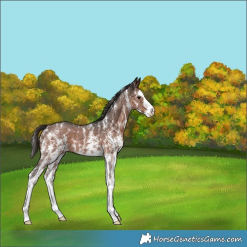 Horse Color:Liver Chestnut Sabino Appaloosa