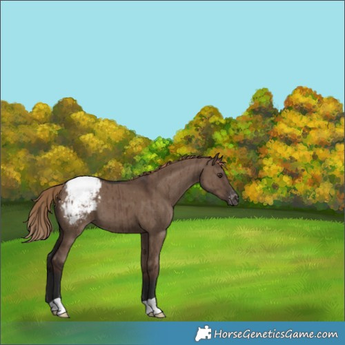 Horse Color:Liver Red Dun Appaloosa Brindle 