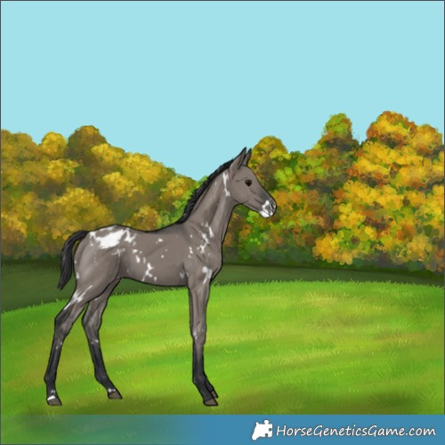 Horse Color:White Spotted Grullo Appaloosa 