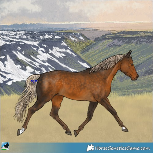Horse Color:Chocolate Palomino 