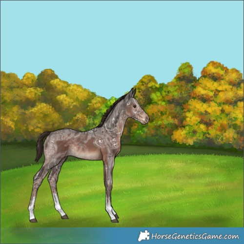 Horse Color:White Spotted Liver Chestnut Ice Rabicano 