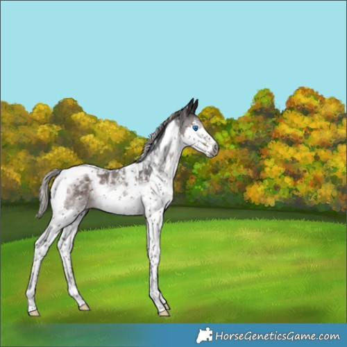 Horse Color:Gray Silver Brown Sabino Splash Tobiano Appaloosa