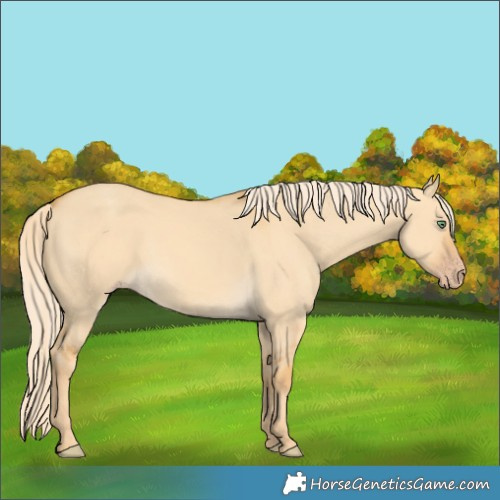 Horse Color:Gold Cream Champagne Dun 
