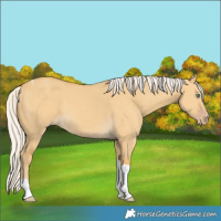 Horse Color:Silver Classic Cream Champagne Dun Tobiano 