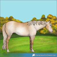 Horse Color:Gray Gold Cream Champagne Dun 