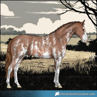 Horse Color:Chestnut Sabino 