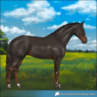 Horse Color:Liver Chestnut 