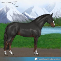 Horse Color:Liver Chestnut 