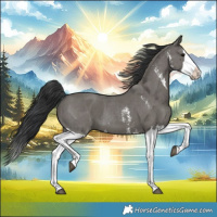 Horse Color:Grullo Sabino Splash  and Grullo Sabino Splash Rabicano 