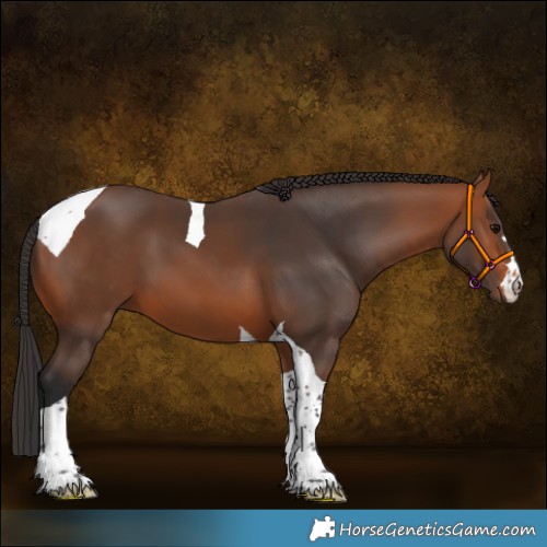 Horse Color:Bay Tobiano 