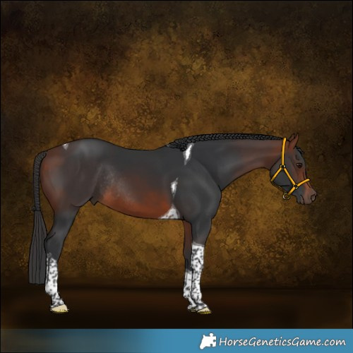 Horse Color:White Spotted Bay Tobiano Rabicano 