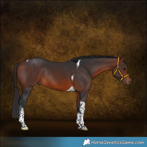 Horse Color:White Spotted Bay Tobiano Rabicano 