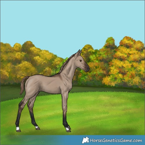 Horse Color:Liver Red Dun