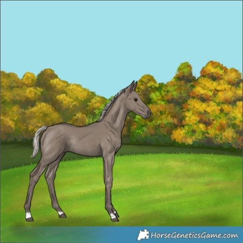 Horse Color:Silver Smoky Grullo Rabicano 