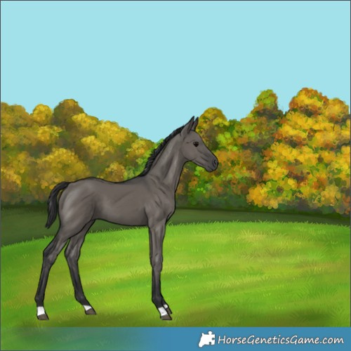 Horse Color:Grullo 