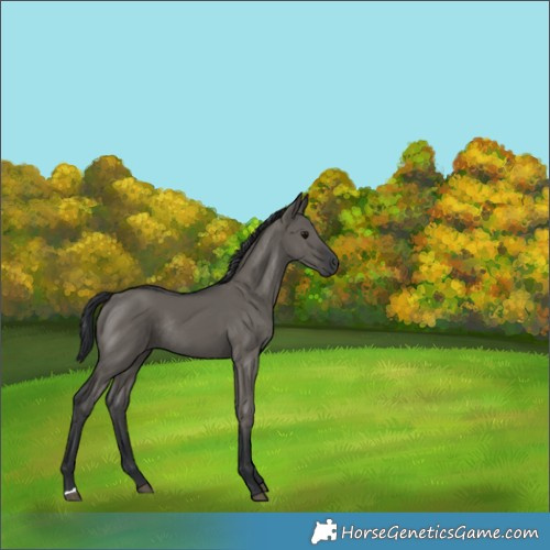 Horse Color:Grullo Rabicano 