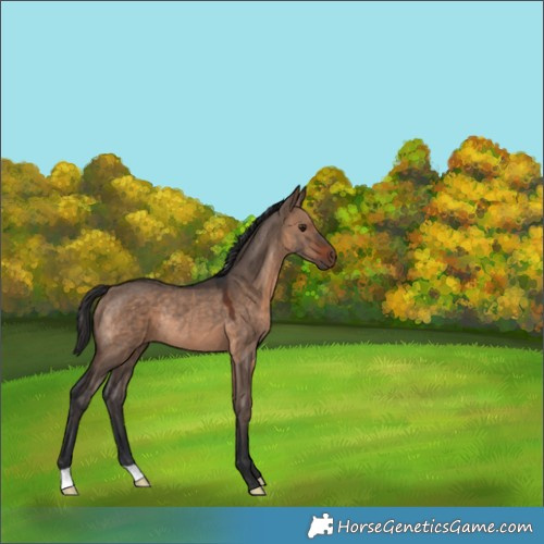 Horse Color:Brown Dun Rabicano 