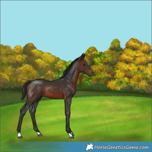 Horse Color:Brown 