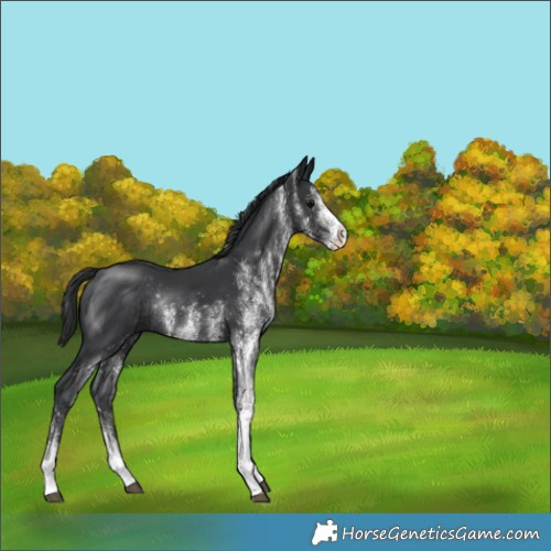 Horse Color:White Spotted Black Rabicano 