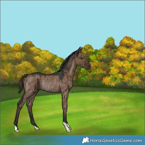 Horse Color:Liver Red Dun Rabicano Brindle 