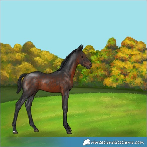 Horse Color:Brown Rabicano 