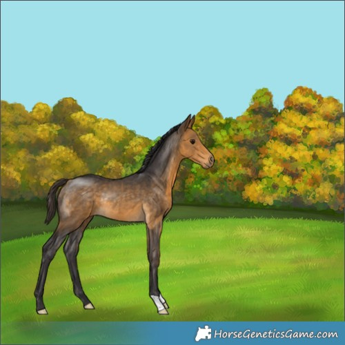 Horse Color:Buckskin Rabicano 