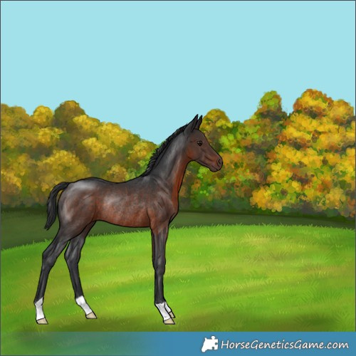 Horse Color:Brown Rabicano 