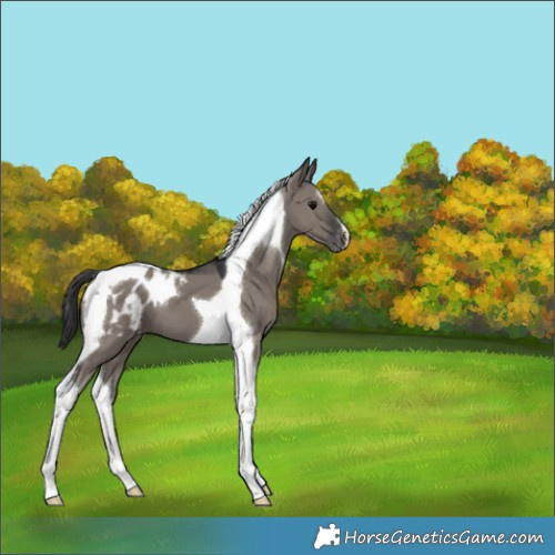 Horse Color:Grullo Tobiano Appaloosa 