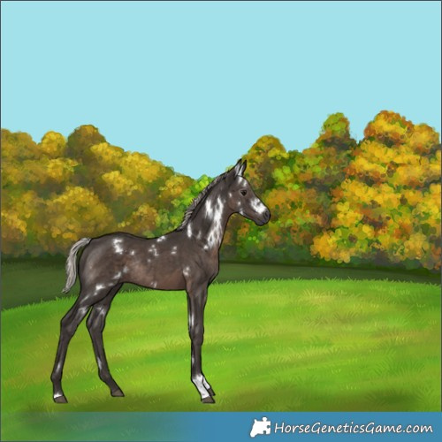 Horse Color:Gray White Spotted Silver Black Rabicano 