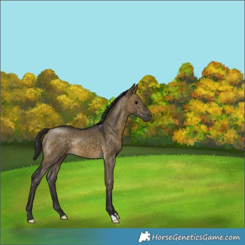 Horse Color:Buckskin Dun Rabicano 
