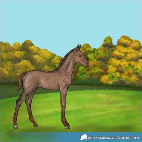 Horse Color:Liver Red Dun Rabicano 