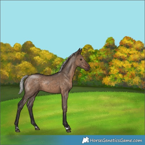 Horse Color:Silver Brown Dun 