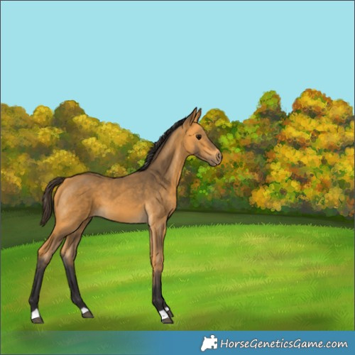 Horse Color:Buckskin 